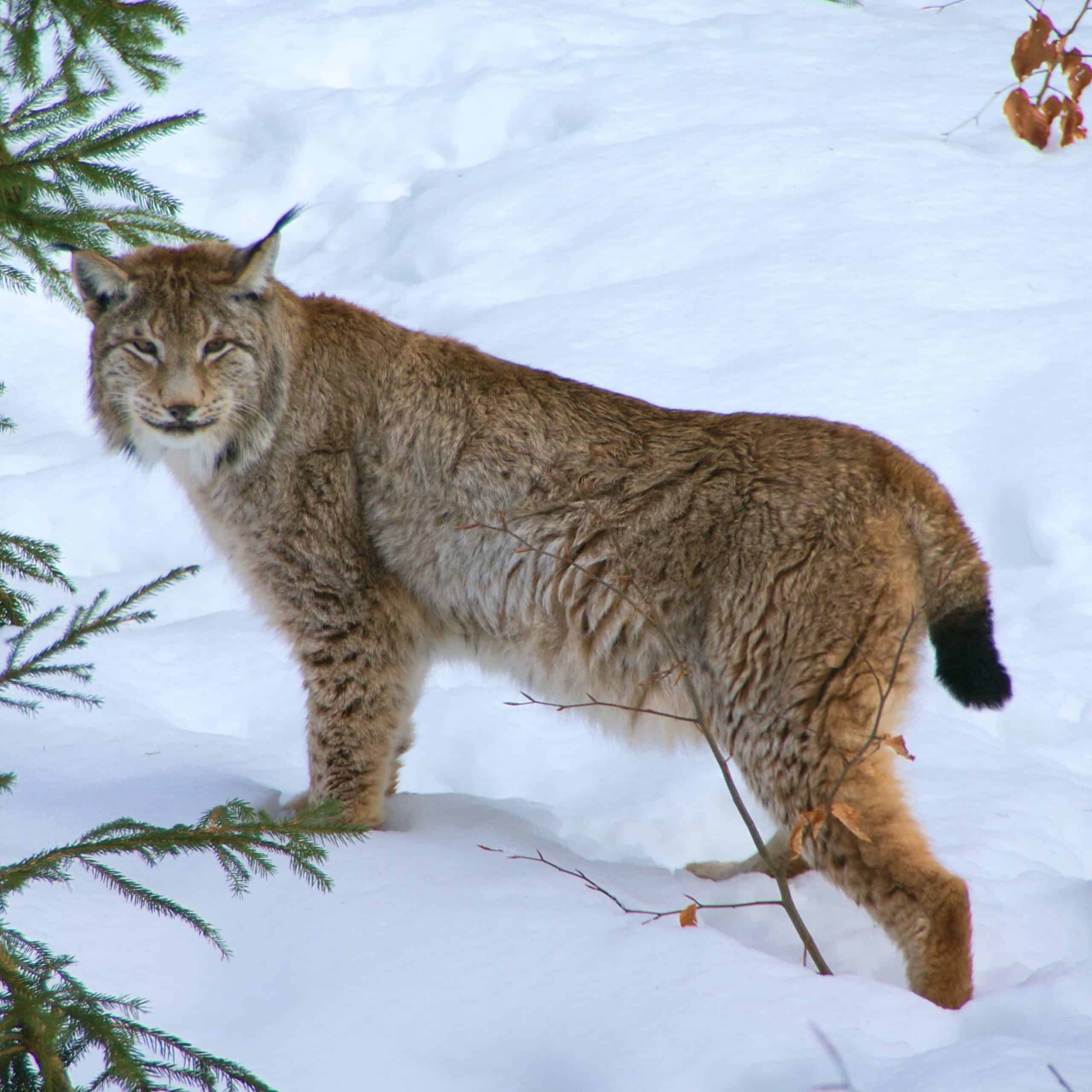 Lynx in winter lince nella neve