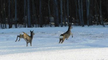 cervi che corrono nella neve in una foresta dell'Estonia