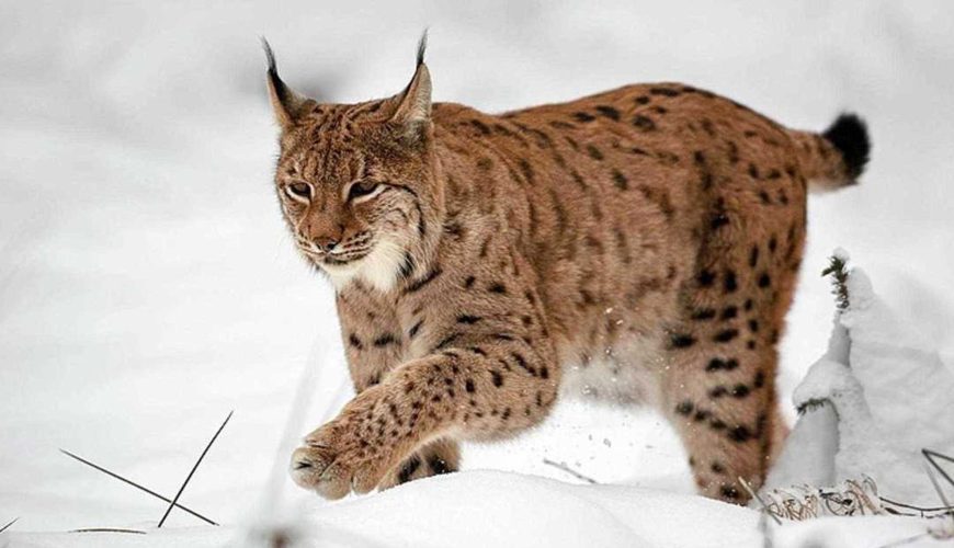 lince eurasiatica nella neve