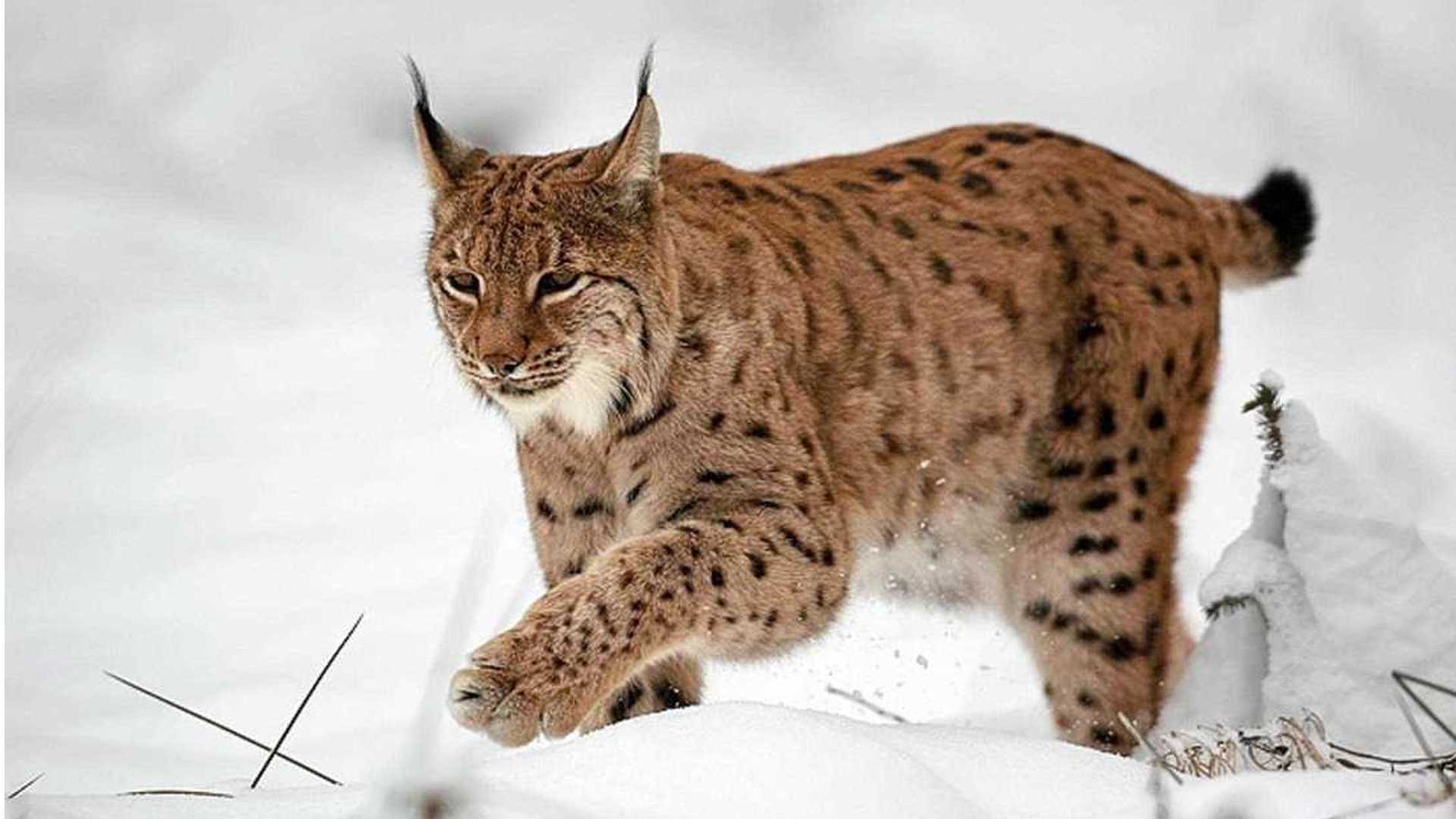 Lynx safari