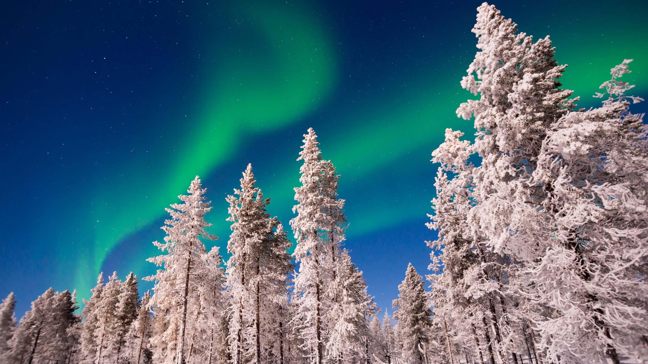 Wild Taiga Experience – inverno