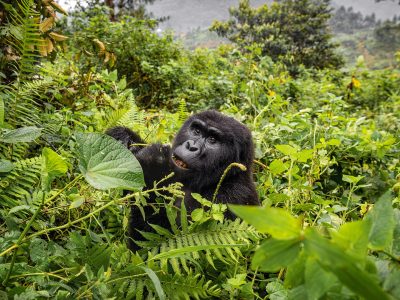 gorilla uganda