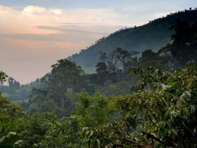 uganda-bwindi-impenetrable-forest