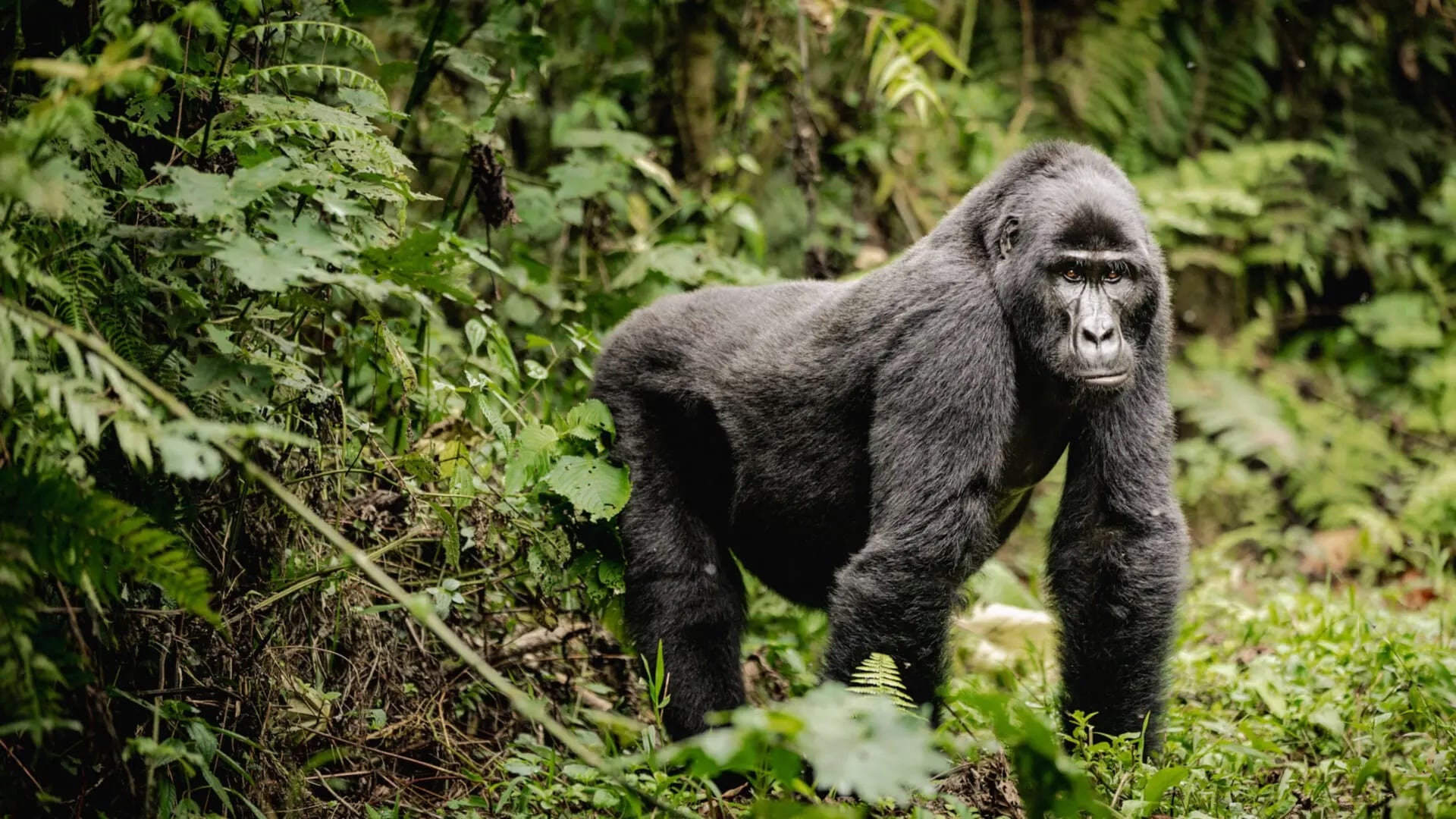 Bwindi-Impenetrable-Forest gorilla nella Bwindi Impentrable Forest, Uganda