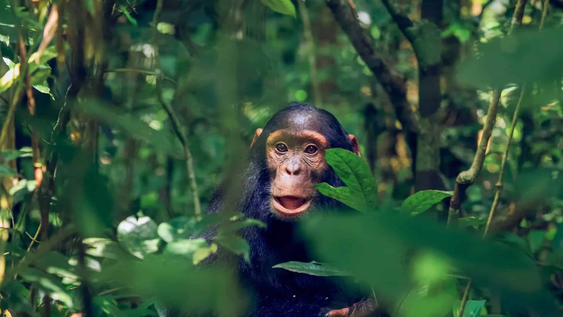 Chimp-in-Kibale-National-Park-Uganda giovane scimpanzé nel Kibale National Park
