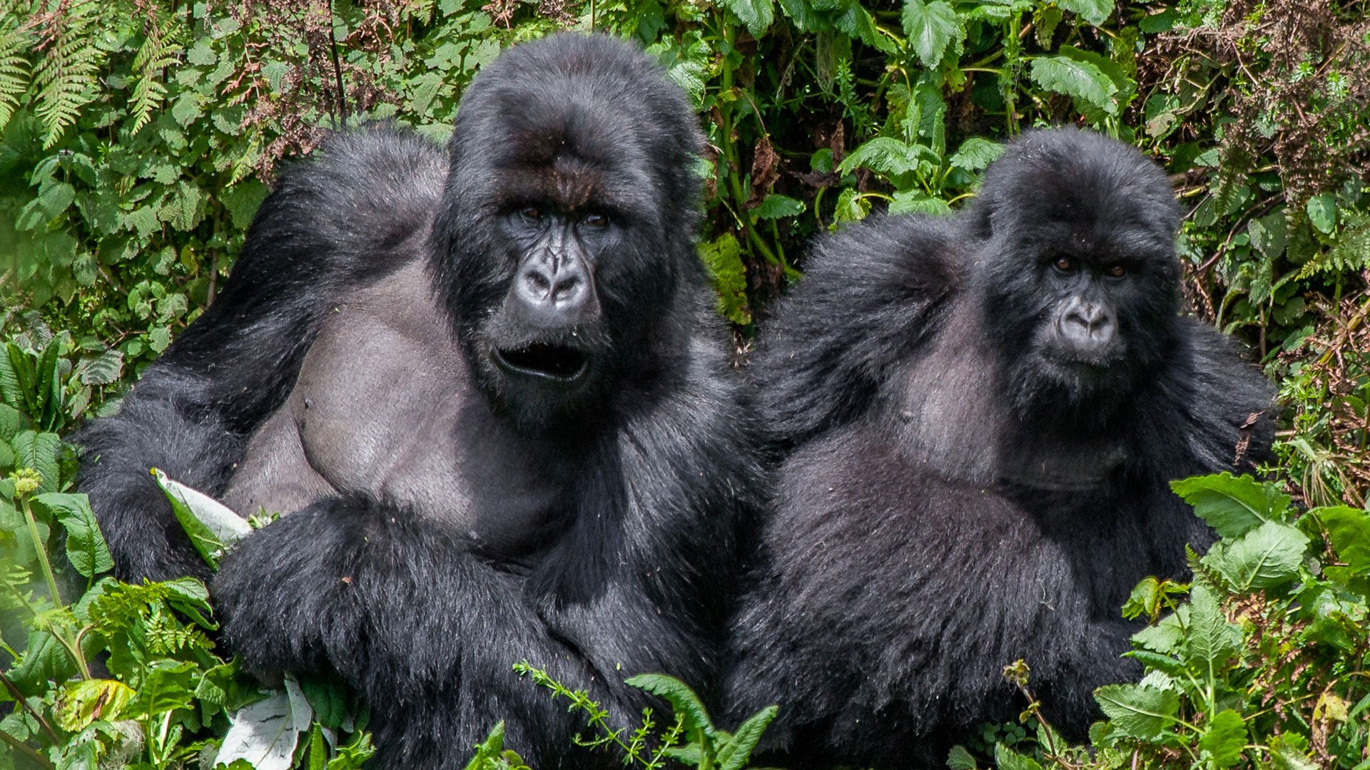 Gorilla fly-in safari