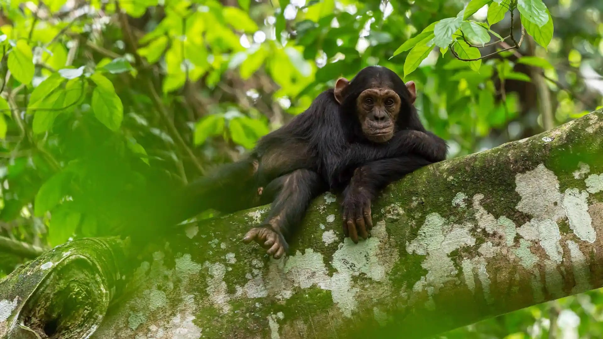 chimp bugoma forest reserve scimpanzé nella Bugoma Forest Reserve, Uganda