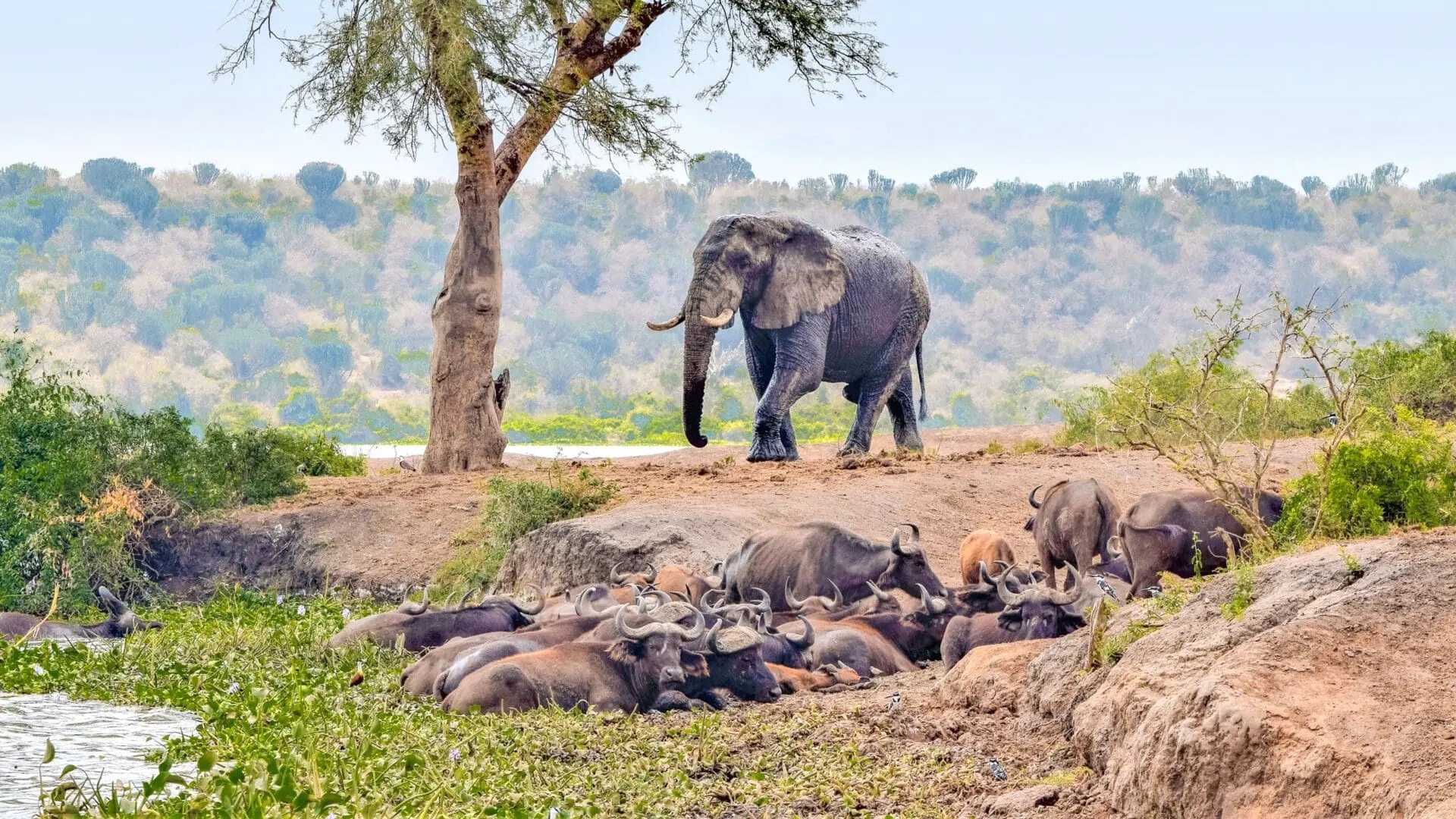 elephant-walking-queen-elizabeth-national-park-uganda elefanti e bufali nel Queen Elizabeth Nationa Park, Uganda.