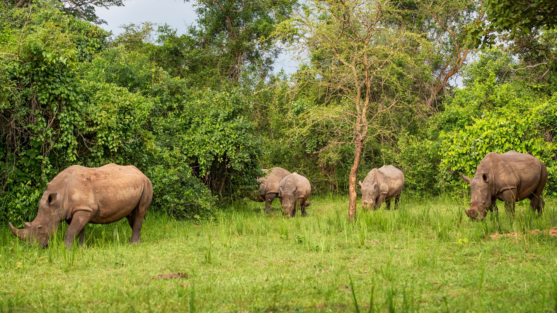 ziwa rhino sanctuary ziwa rhino sanctuary, uganda